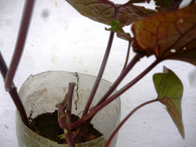 [Foto de planta, jardin, jardineria]