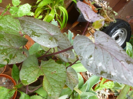 [Foto de planta, jardin, jardineria]