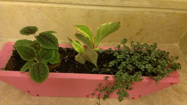 [Foto de planta, jardin, jardineria]
