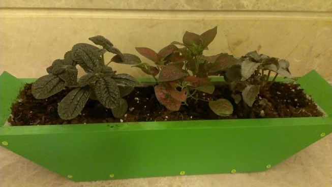 [Foto de planta, jardin, jardineria]