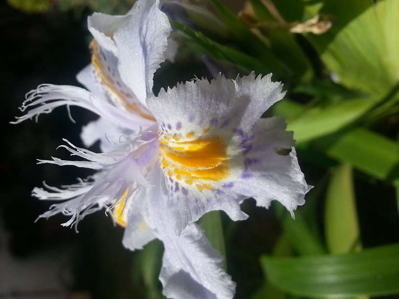 [Foto de planta, jardin, jardineria]