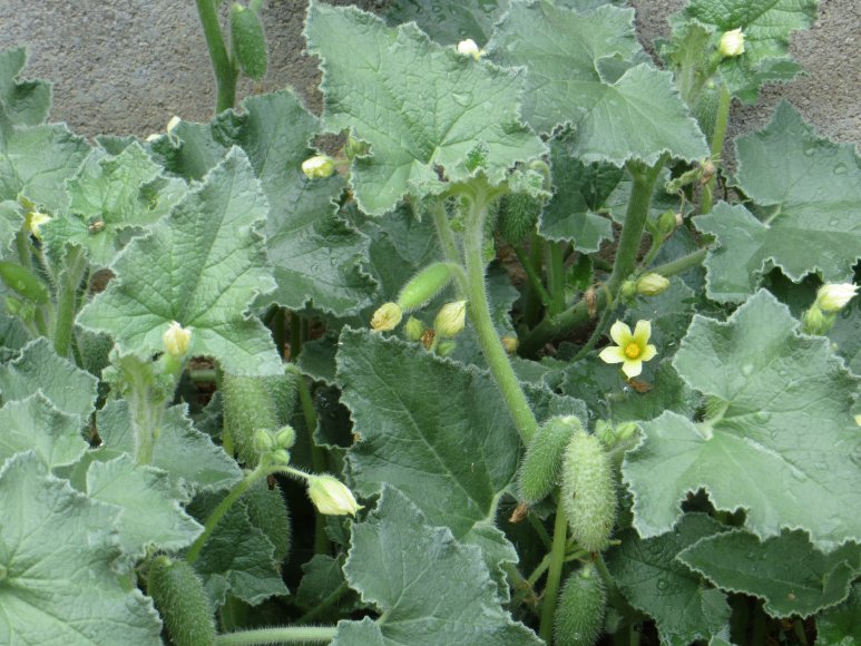 [Foto de planta, jardin, jardineria]