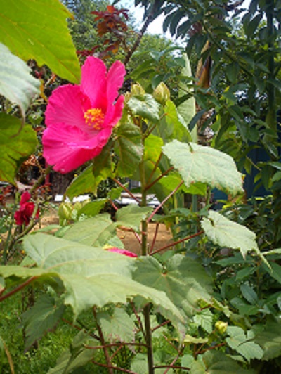 [Foto de planta, jardin, jardineria]