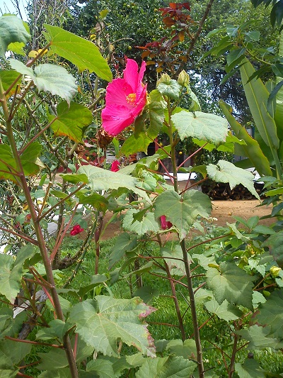 [Foto de planta, jardin, jardineria]