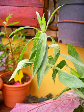 [Foto de planta, jardin, jardineria]