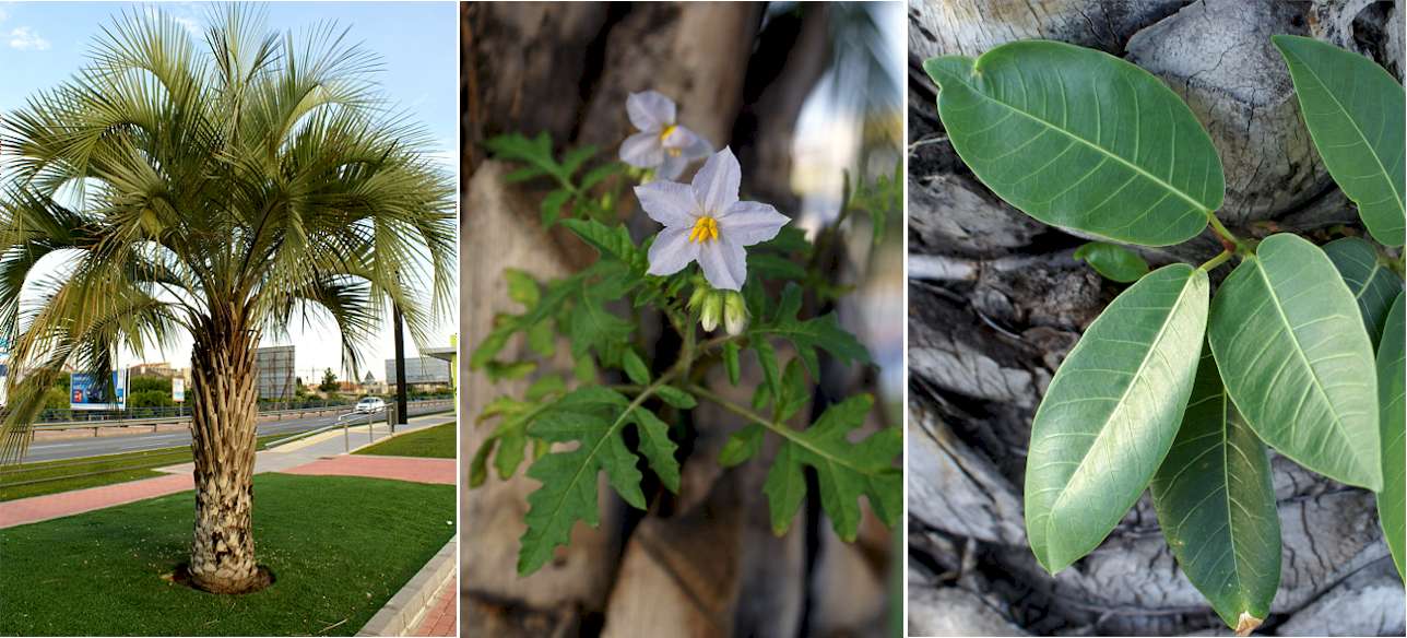 [Foto de planta, jardin, jardineria]