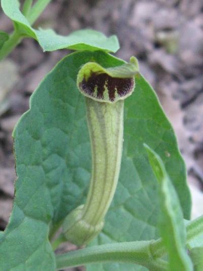 [Foto de planta, jardin, jardineria]