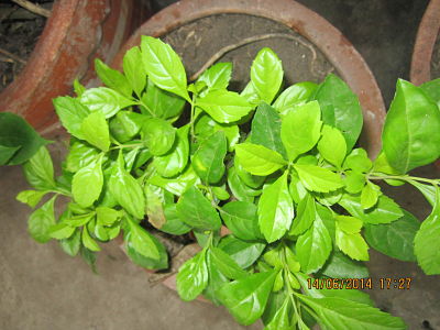 [Foto de planta, jardin, jardineria]