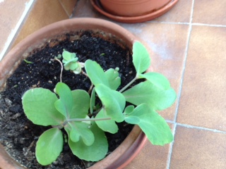 [Foto de planta, jardin, jardineria]