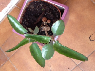 [Foto de planta, jardin, jardineria]