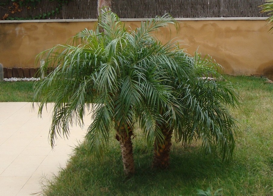 [Foto de planta, jardin, jardineria]