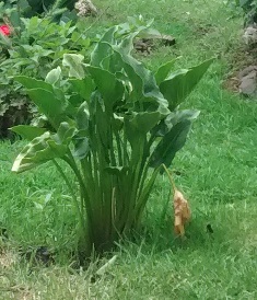 [Foto de planta, jardin, jardineria]