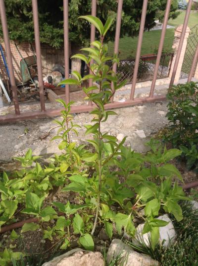 [Foto de planta, jardin, jardineria]