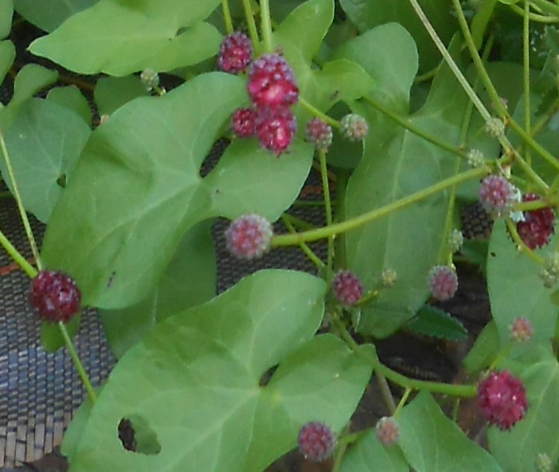 [Foto de planta, jardin, jardineria]