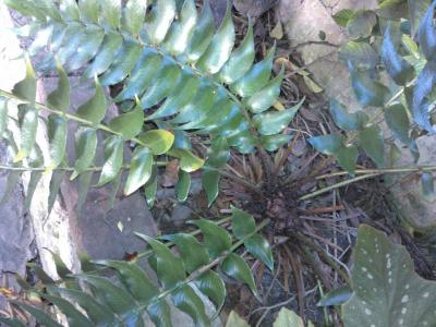 [Foto de planta, jardin, jardineria]
