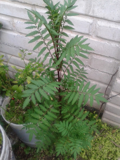 [Foto de planta, jardin, jardineria]