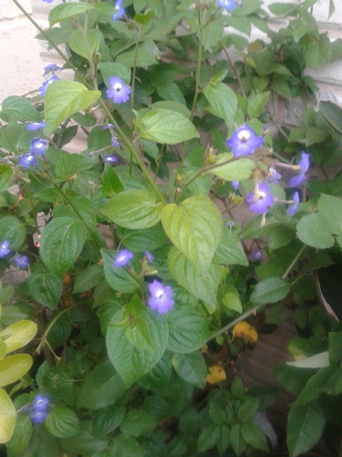 [Foto de planta, jardin, jardineria]