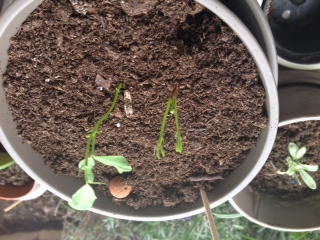 [Foto de planta, jardin, jardineria]