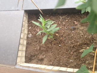 [Foto de planta, jardin, jardineria]