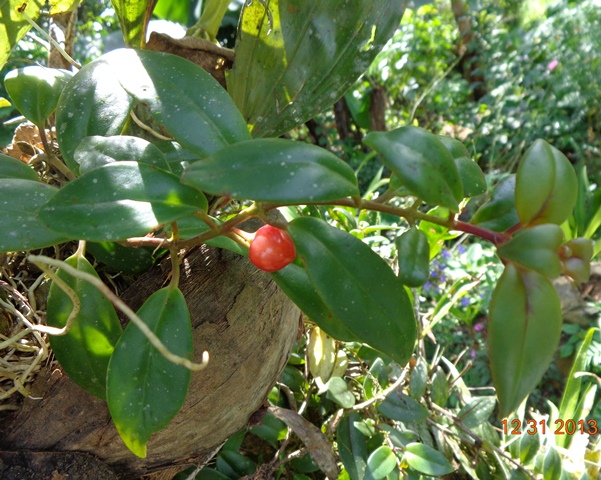 [Foto de planta, jardin, jardineria]