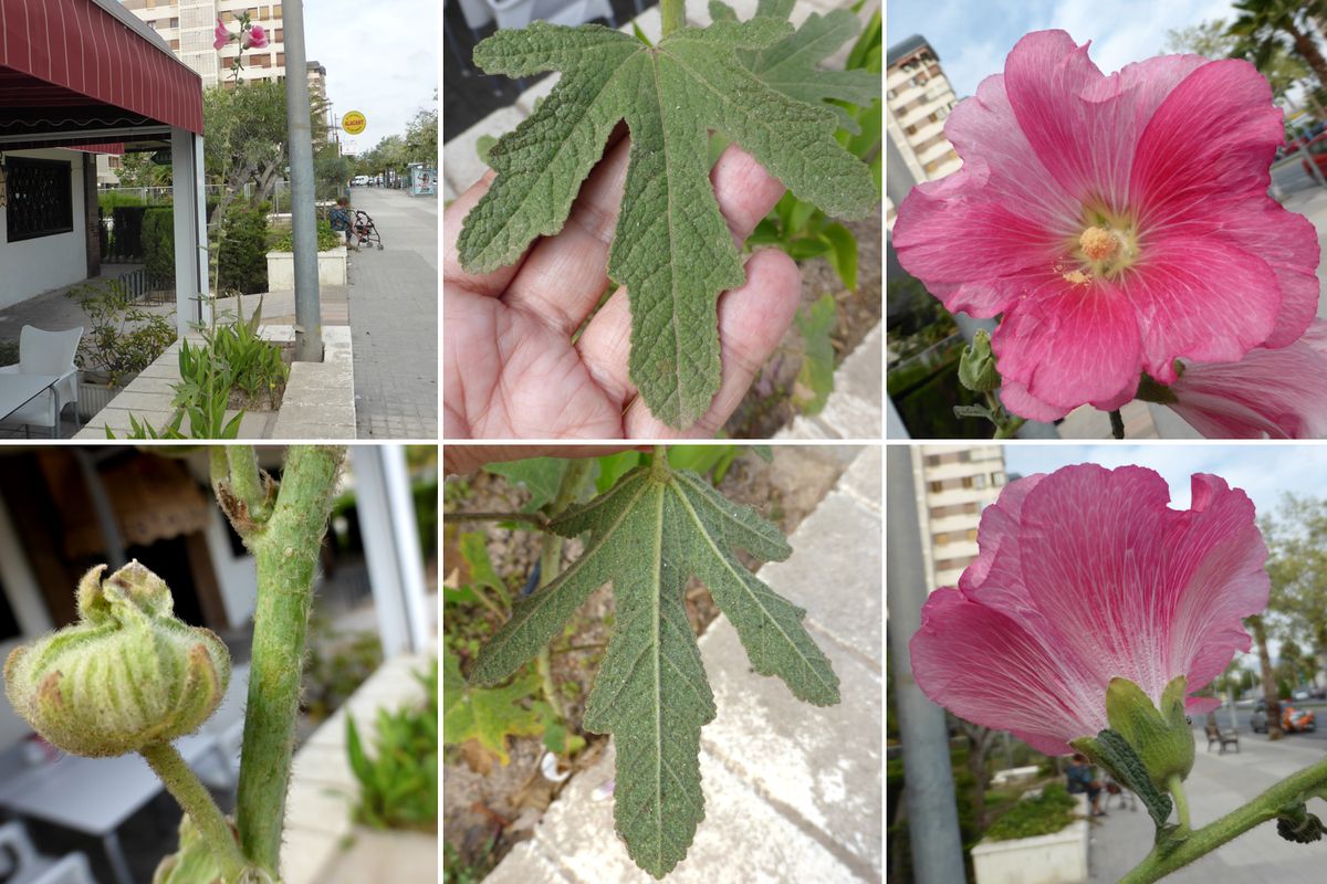 [Foto de planta, jardin, jardineria]