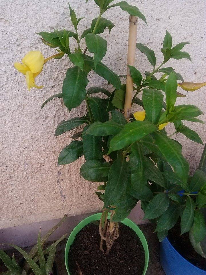 [Foto de planta, jardin, jardineria]