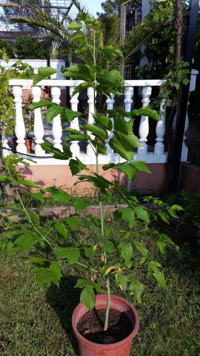 [Foto de planta, jardin, jardineria]