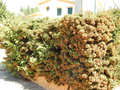 [Foto de planta, jardin, jardineria]