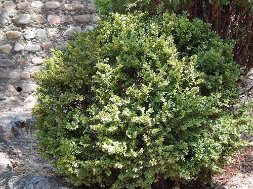 [Foto de planta, jardin, jardineria]