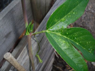 [Foto de planta, jardin, jardineria]