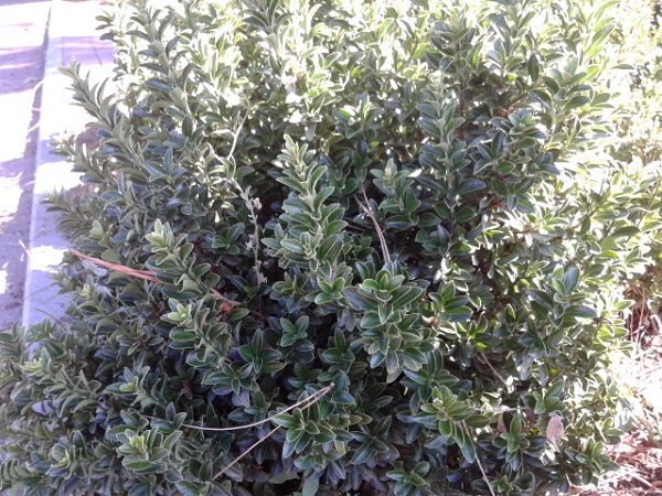 [Foto de planta, jardin, jardineria]