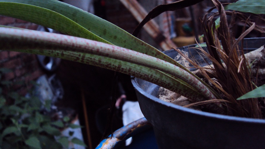 [Foto de planta, jardin, jardineria]