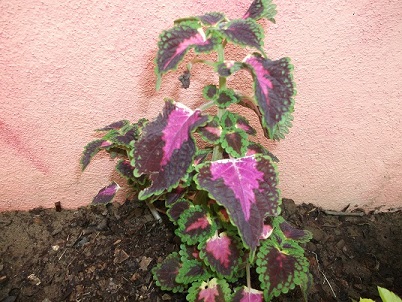 [Foto de planta, jardin, jardineria]