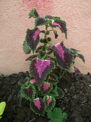 [Foto de planta, jardin, jardineria]