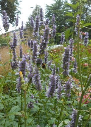 [Foto de planta, jardin, jardineria]