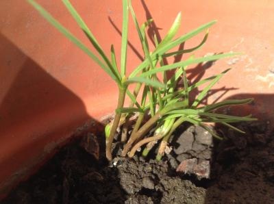 [Foto de planta, jardin, jardineria]