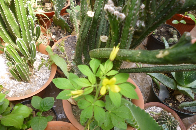 [Foto de planta, jardin, jardineria]