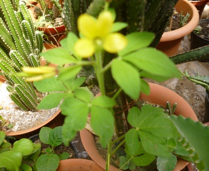 [Foto de planta, jardin, jardineria]