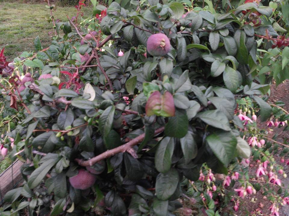 [Foto de planta, jardin, jardineria]