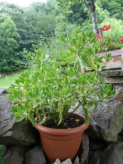 [Foto de planta, jardin, jardineria]