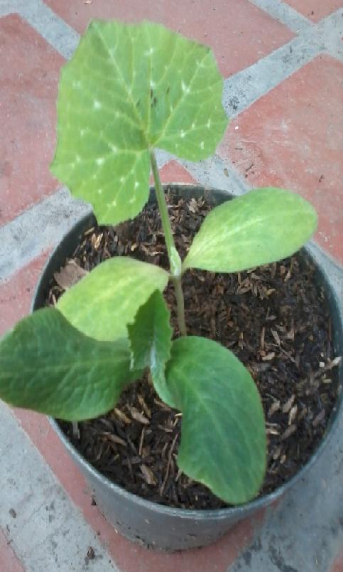 [Foto de planta, jardin, jardineria]