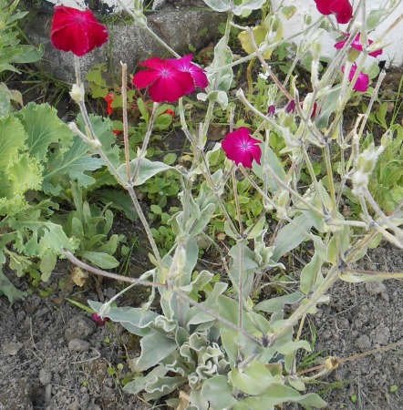 [Foto de planta, jardin, jardineria]