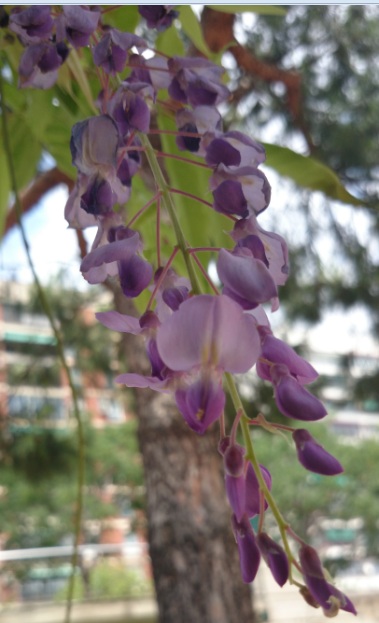 [Foto de planta, jardin, jardineria]