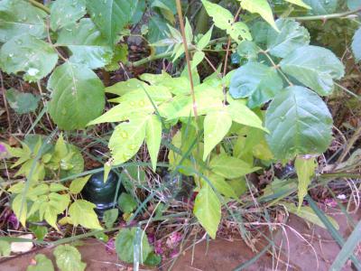 [Foto de planta, jardin, jardineria]
