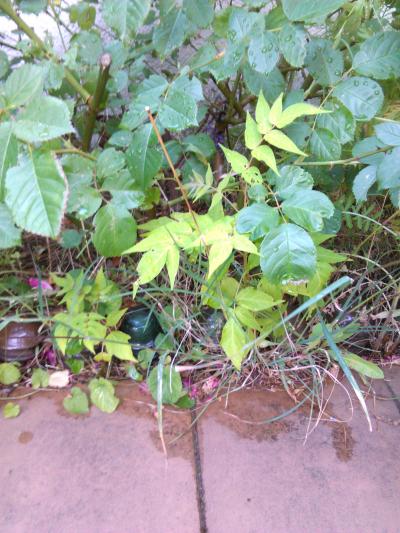 [Foto de planta, jardin, jardineria]