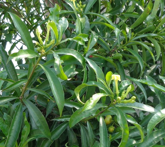 [Foto de planta, jardin, jardineria]