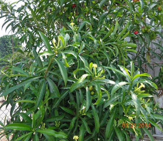 [Foto de planta, jardin, jardineria]