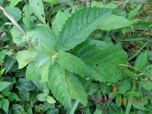 [Foto de planta, jardin, jardineria]