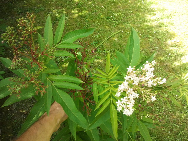 [Foto de planta, jardin, jardineria]