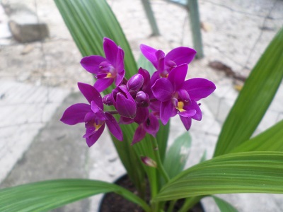 [Foto de planta, jardin, jardineria]